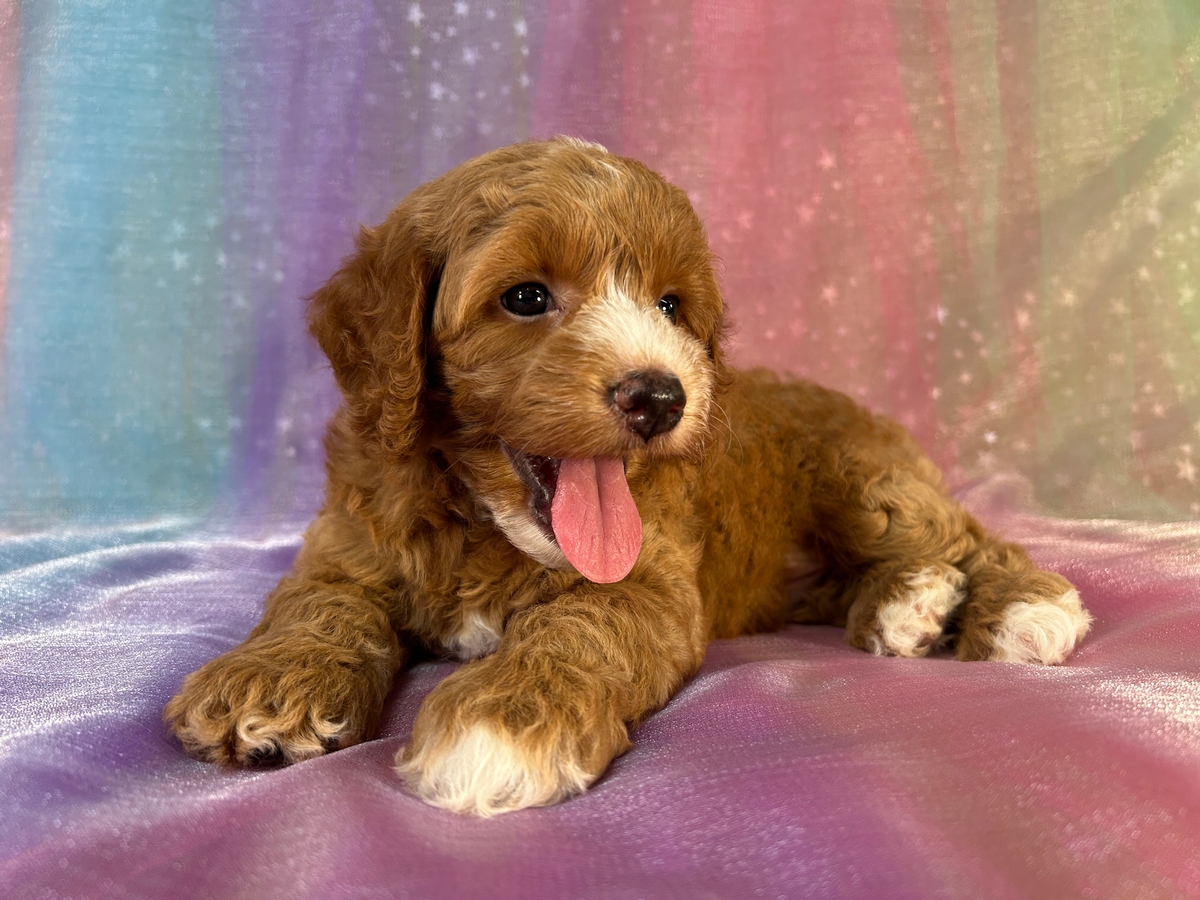 Male Red and White Cockapoo Puppy for Sale DOB 6-3-2025 $950